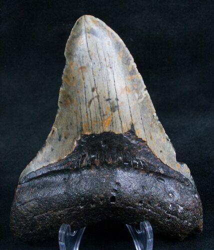 Megalodon Tooth From North Carolina #7943